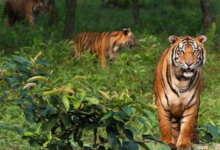 Sundarban trip