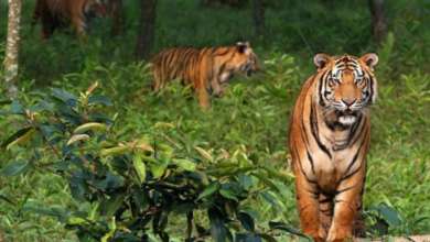 Sundarban trip