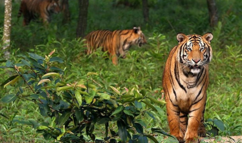 Sundarban trip